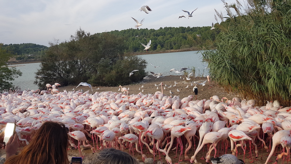 Domaine de puychene parc animalier sigean